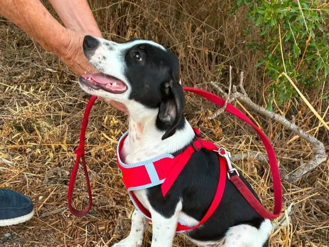 Adozione cane, femmina, Setter Inglese Razza sconosciuta, 5 mesi, taglia media contenuta, Siracusa