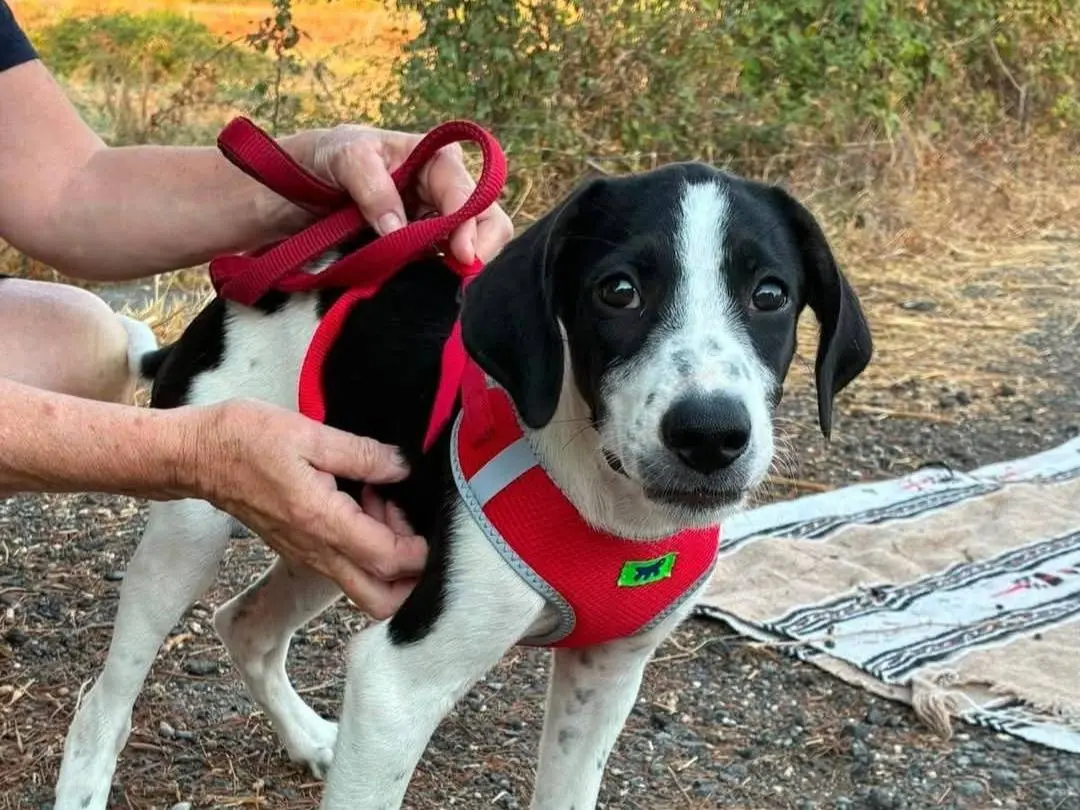 Adotta un cane, taglia media contenuta, femmina, Siracusa