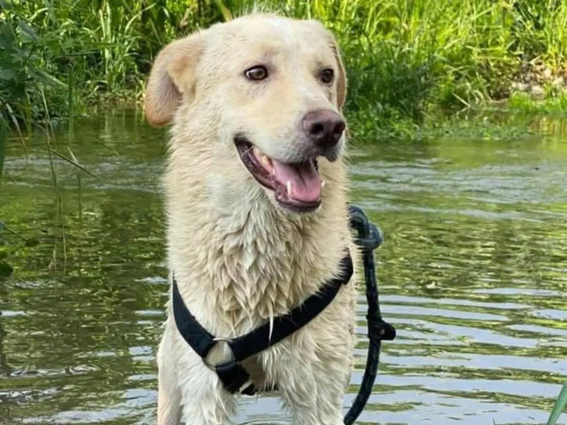 Adozione cane, maschio, Razza sconosciuta Razza sconosciuta, 5 anni e 10 mesi, taglia media, Bergamo