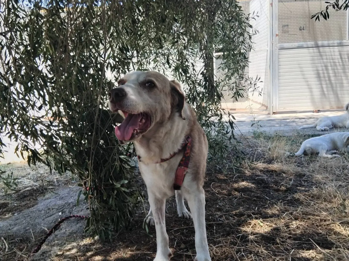Adotta un cane, taglia media, femmina, Enna