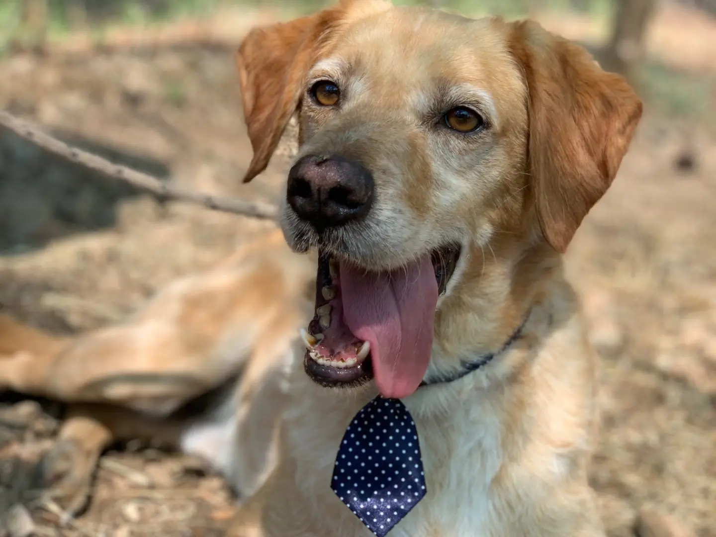Adotta il cane Filippo a Latina
