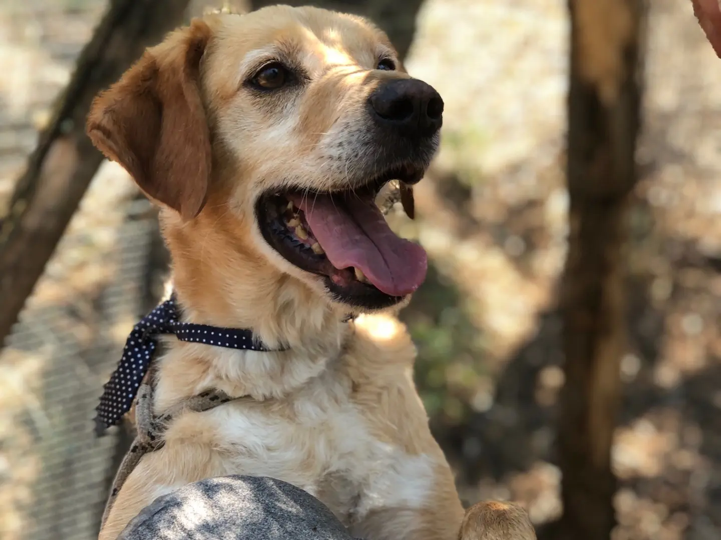 Adotta un cane, maschio, 6 anni e 6 mesi, Latina