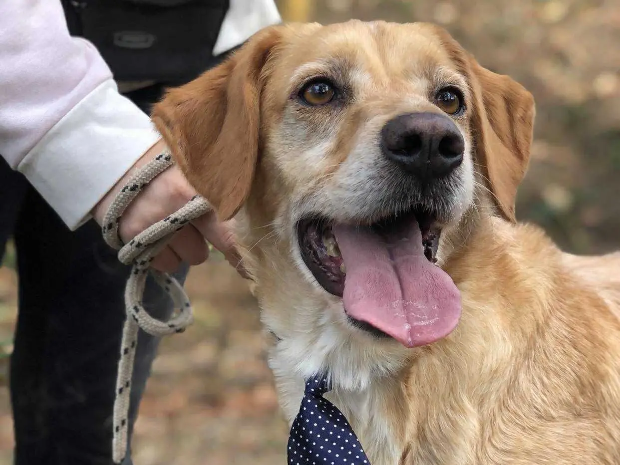 Adozione cane, maschio, Razza sconosciuta Razza sconosciuta, 6 anni e 6 mesi, taglia media, Latina