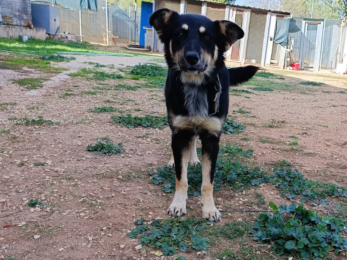 Adotta un cane, taglia media, femmina, Bari