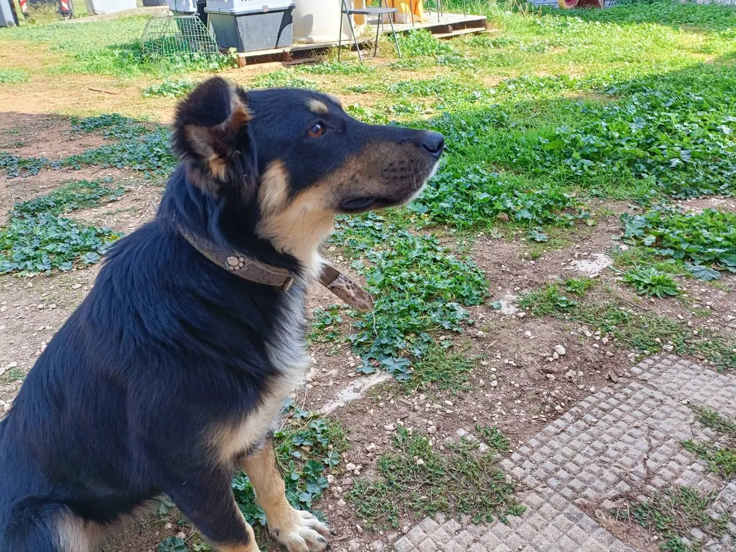 Adotta un cane, femmina, 4 anni e 1 mese, Bari
