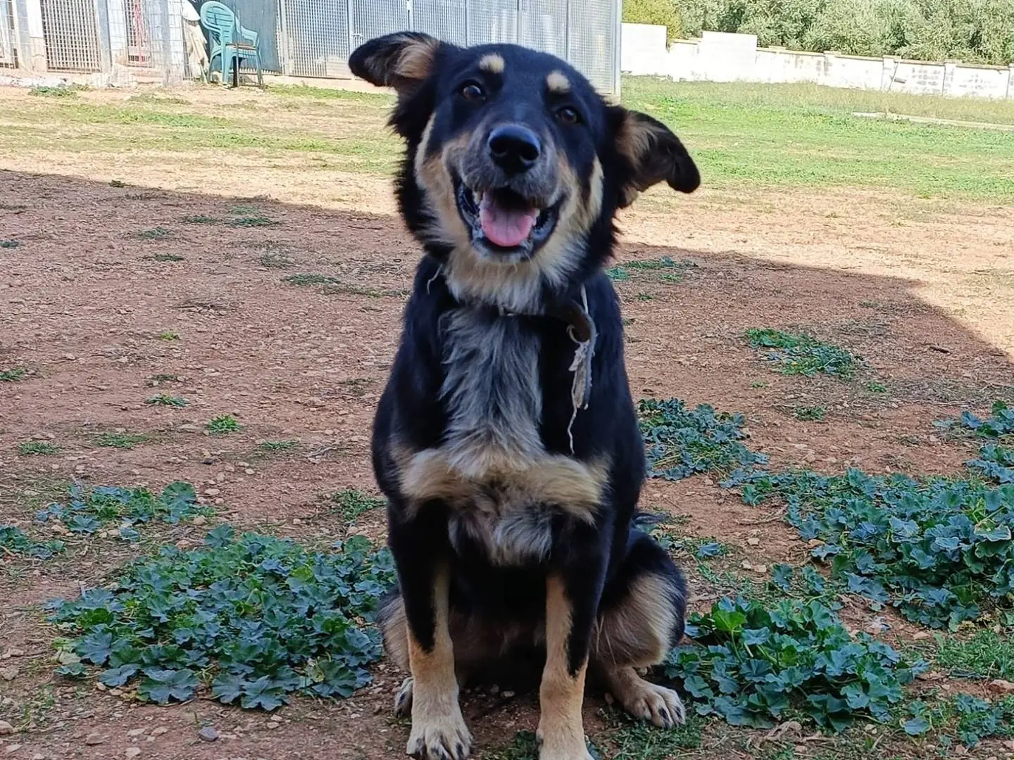 Vuoi adottare un cane a Bari?