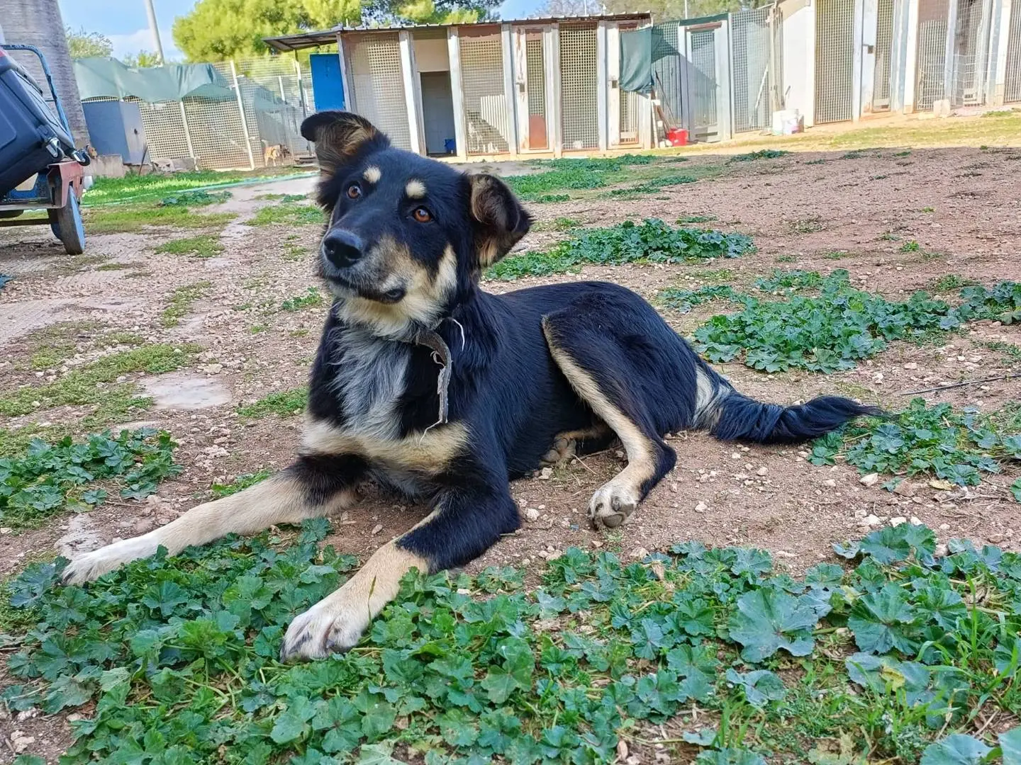 Adozione cane, femmina, meticcio, 4 anni e 1 mese, taglia media, Bari