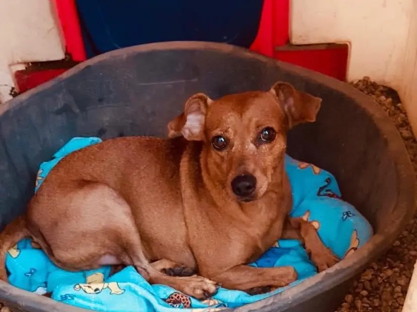Adozione cane, maschio, Pinscher Razza sconosciuta, 9 anni e 2 mesi, taglia piccola, Siracusa