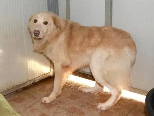 Foto 2 dell'animale
