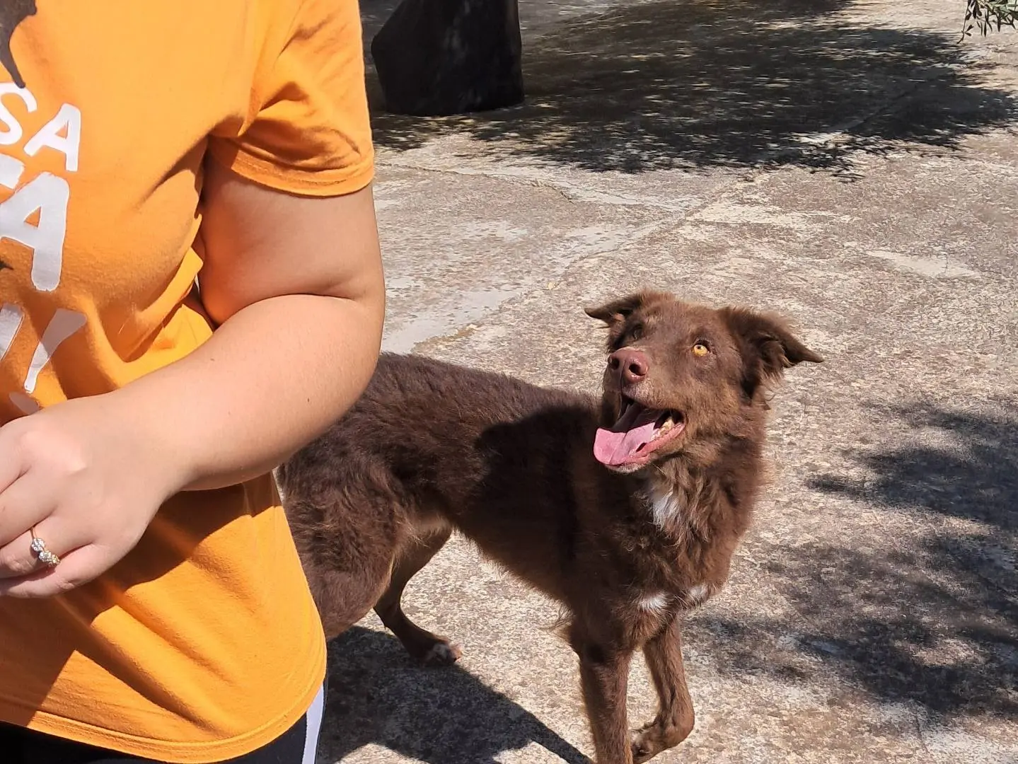 Adotta un cane, maschio, 3 anni e 7 mesi, Agrigento