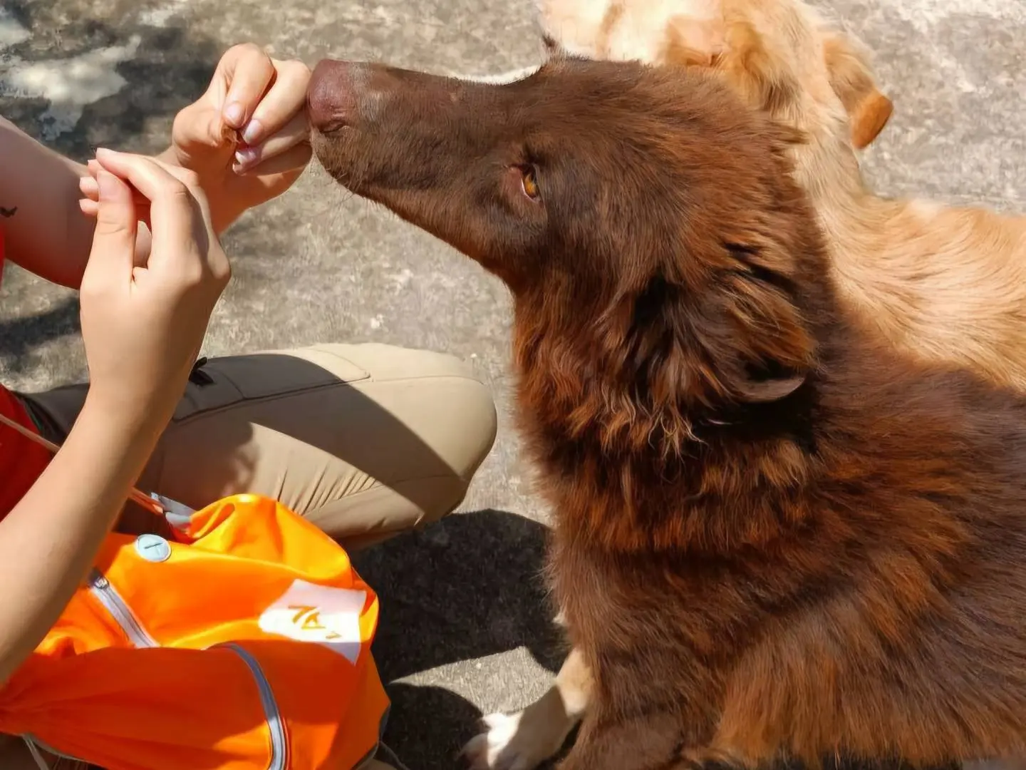 Adotta un cane, taglia media, maschio, Agrigento