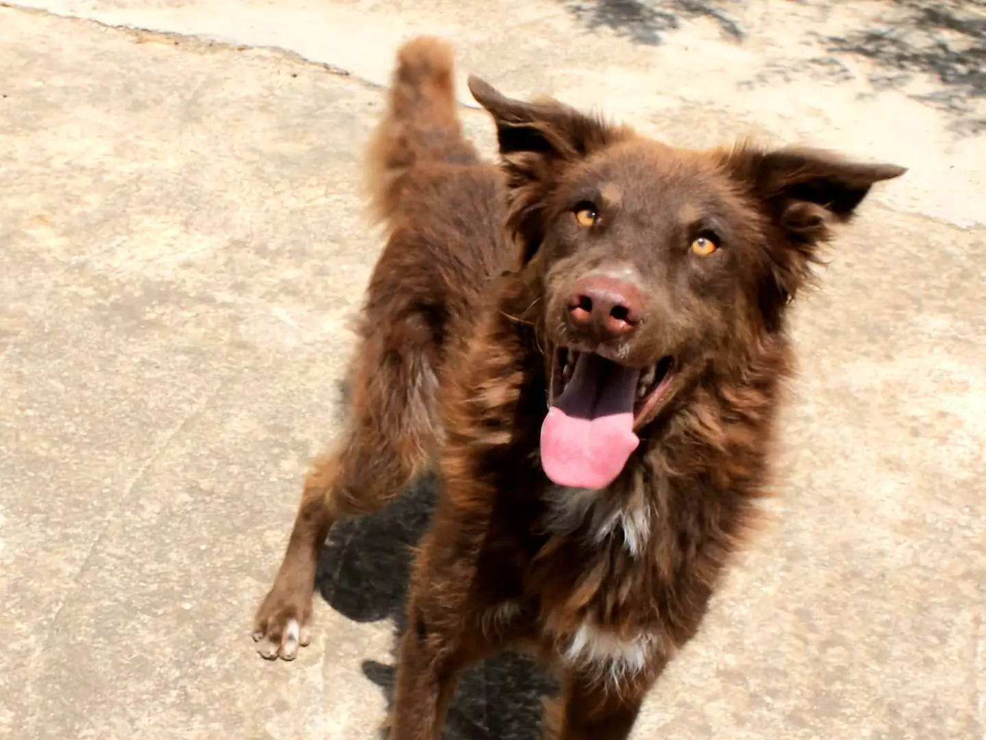 Adozione cane, maschio, Razza sconosciuta Razza sconosciuta, 3 anni e 7 mesi, taglia media, Agrigento