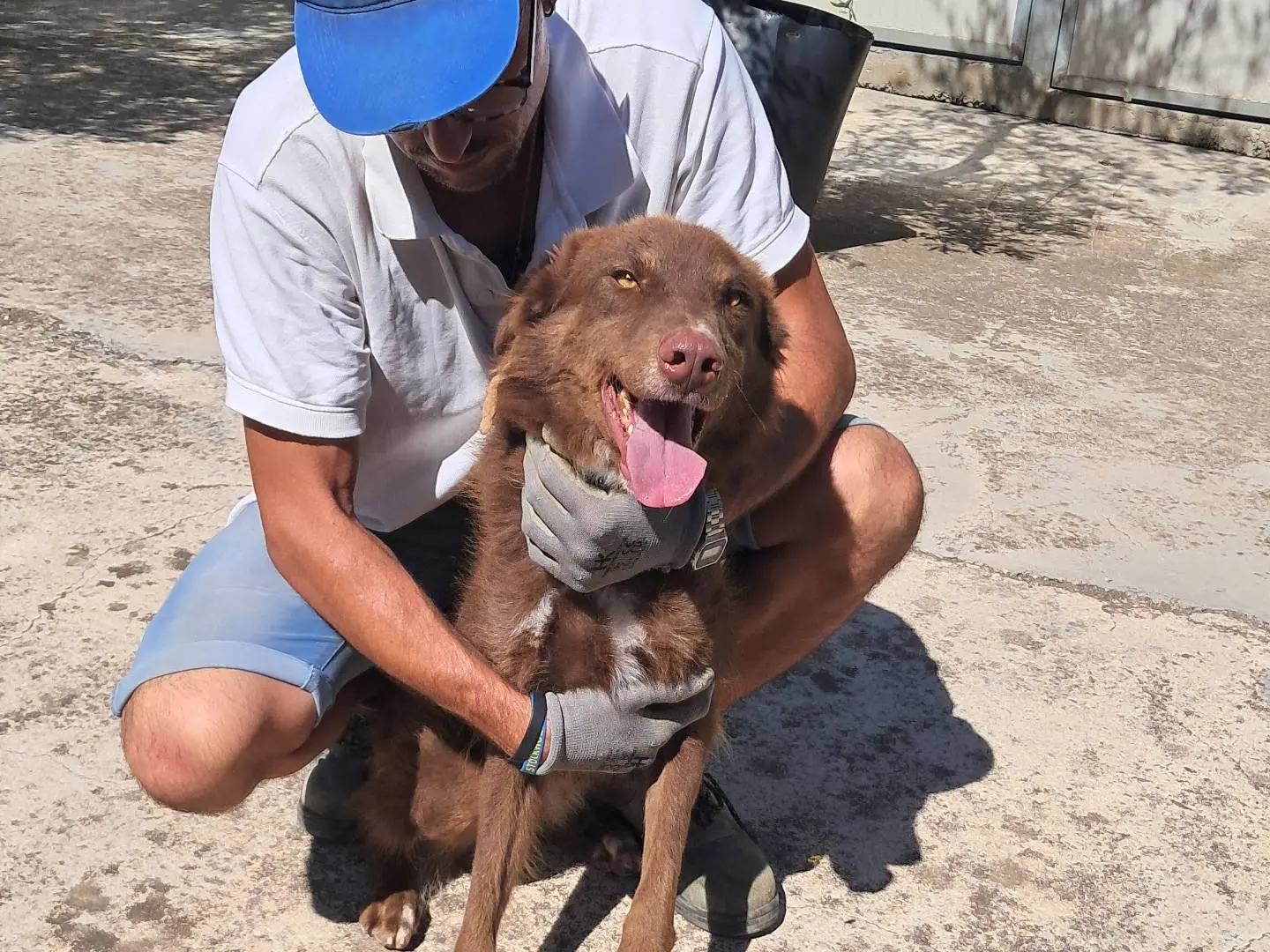 Adotta il cane Red a Agrigento