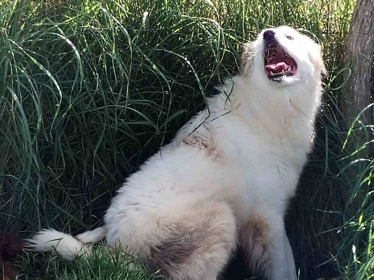 Vuoi adottare un cane a Latina?