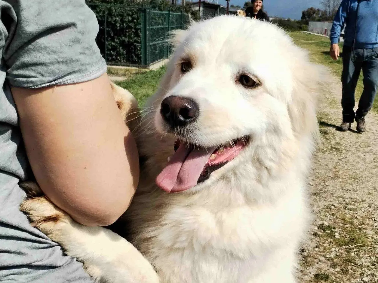 Adotta un cane, maschio, 4 anni e 9 mesi, Latina