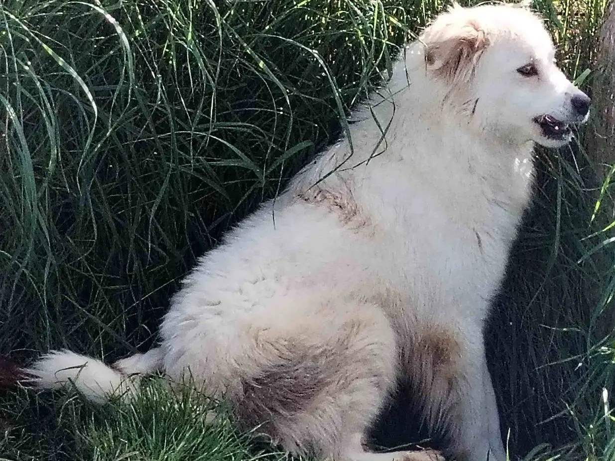 Adotta il cane SCIROCCO a Latina