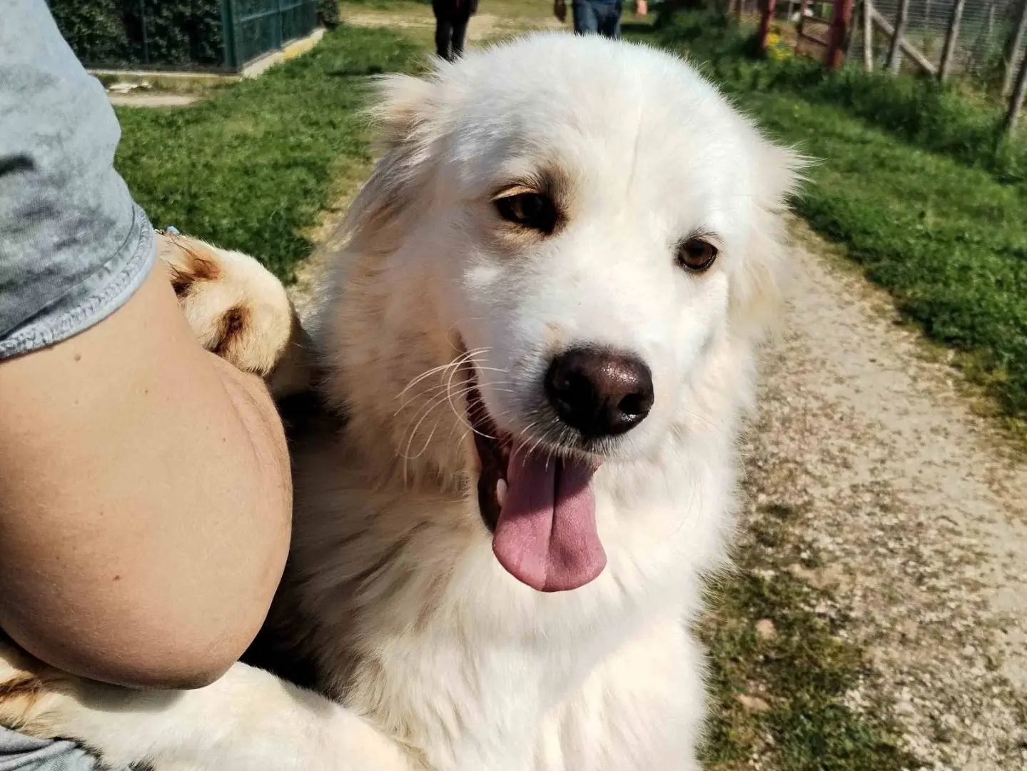 Adozione cane, maschio, Pastore maremmano, 4 anni e 9 mesi, taglia media, Latina
