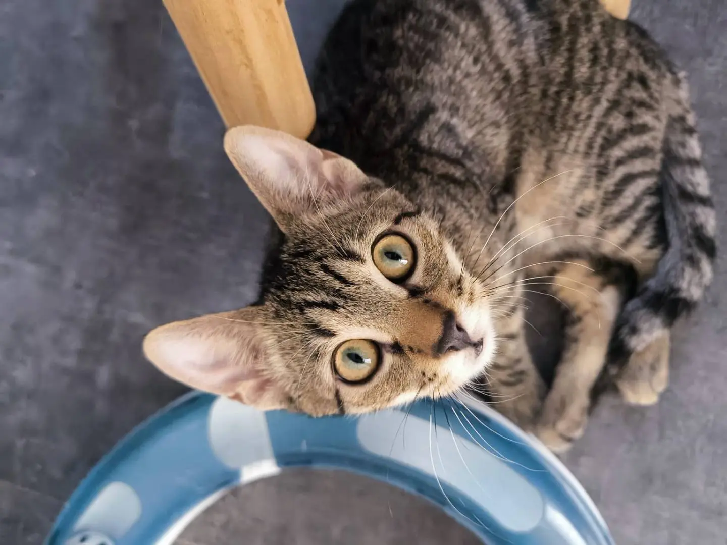 Adozione gatto, maschio, Razza sconosciuta Razza sconosciuta, 6 mesi, taglia non valida, Bari