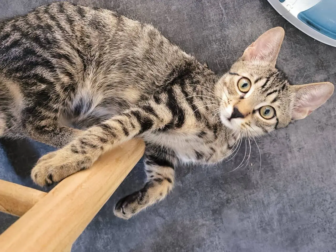 Adotta un gatto, maschio, 6 mesi, Bari