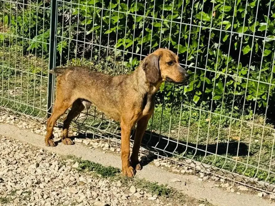 Adozione cane, maschio, Segugio Razza sconosciuta, 4 anni e 5 mesi, taglia media contenuta, Matera