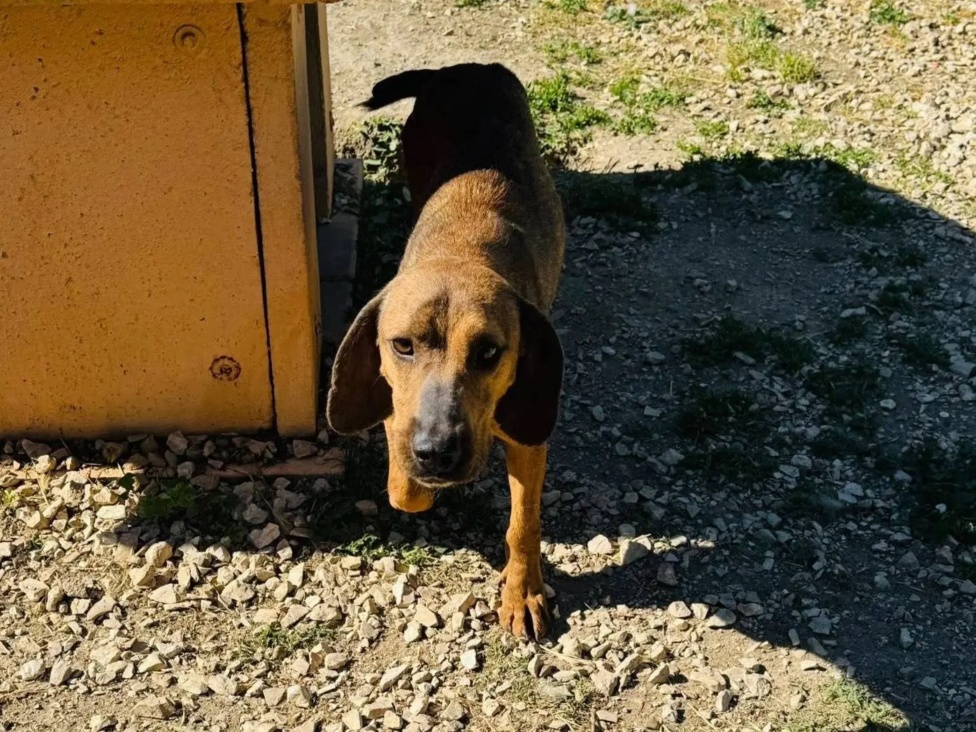 Adotta un cane, maschio, 4 anni e 5 mesi, Matera