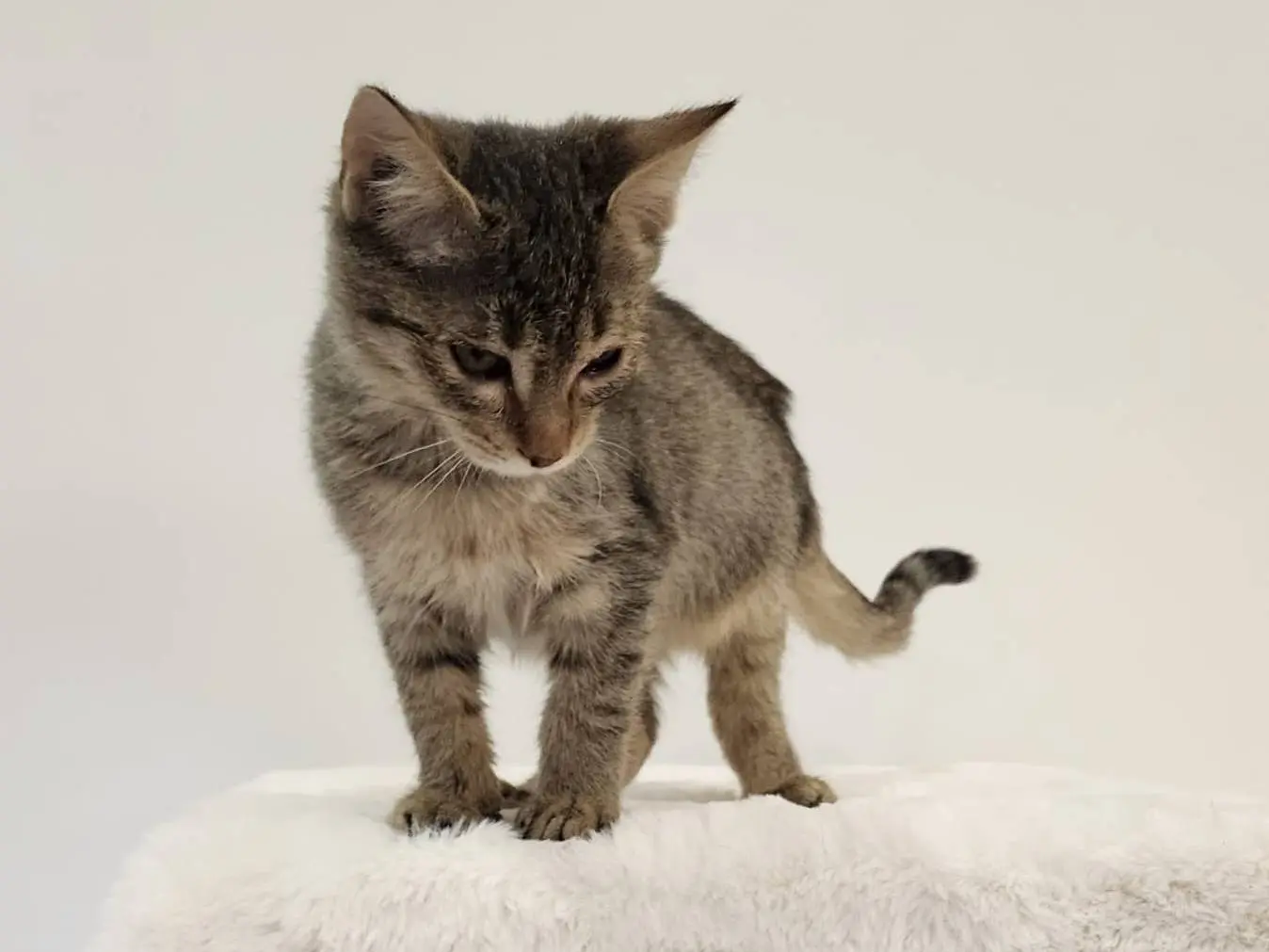 Adotta un gatto, femmina, 2 mesi, Parma