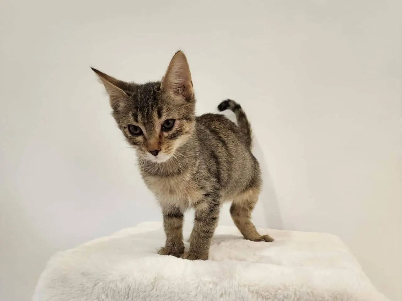 Adozione gatto, femmina, Razza sconosciuta Razza sconosciuta, 2 mesi, taglia non valida, Parma