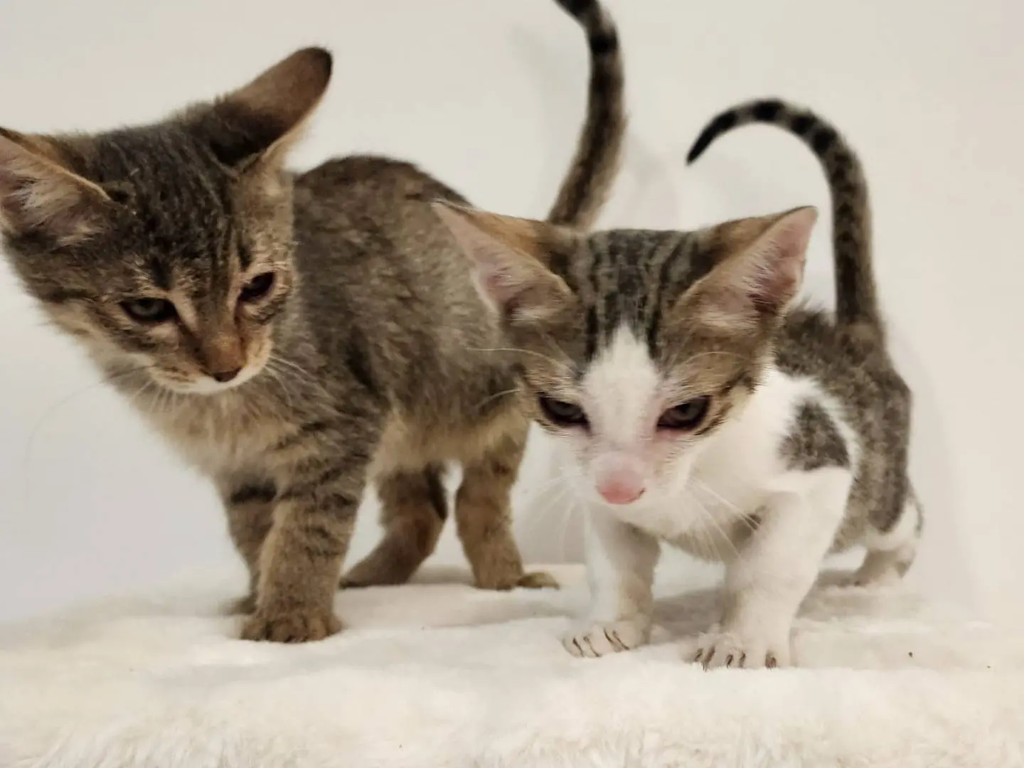 Adotta un gatto, taglia non valida, femmina, Parma