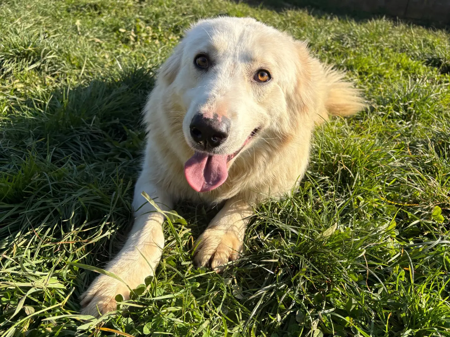 Adotta un cane, femmina, 2 anni e 7 mesi, Frosinone