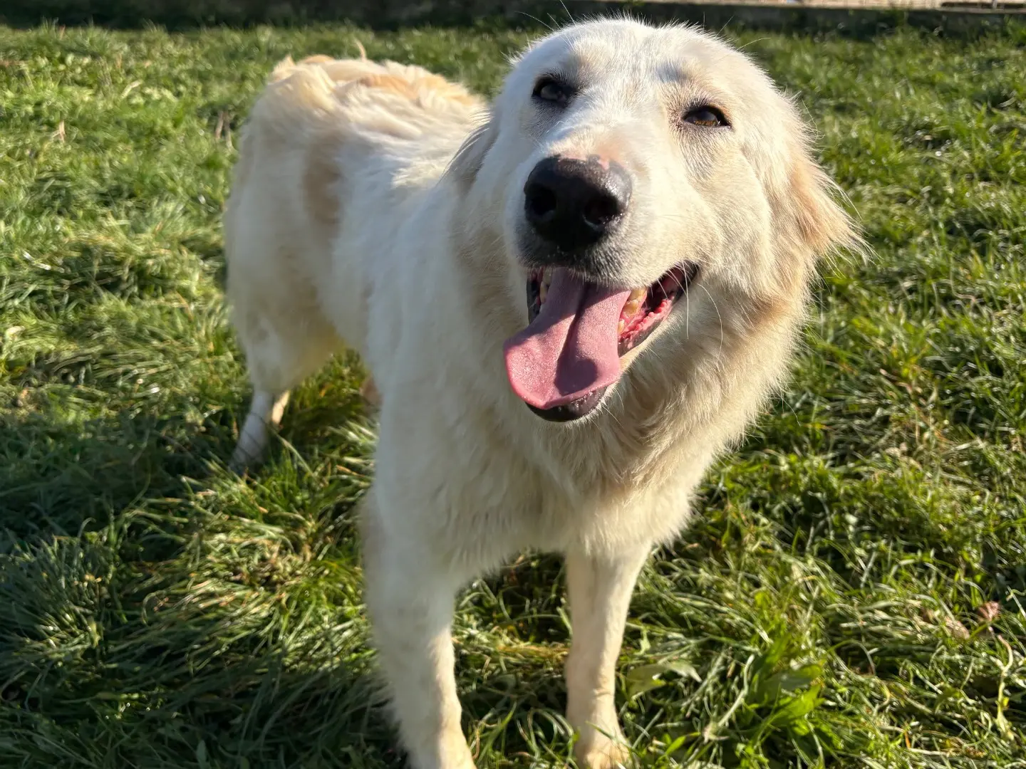 Adotta il cane Susy a Frosinone
