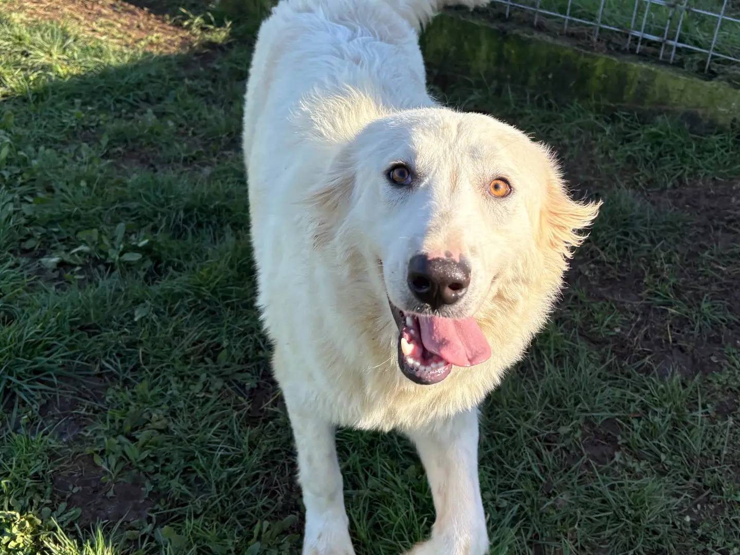 Adozione cane, femmina, Razza sconosciuta Razza sconosciuta, 2 anni e 7 mesi, taglia media, Frosinone