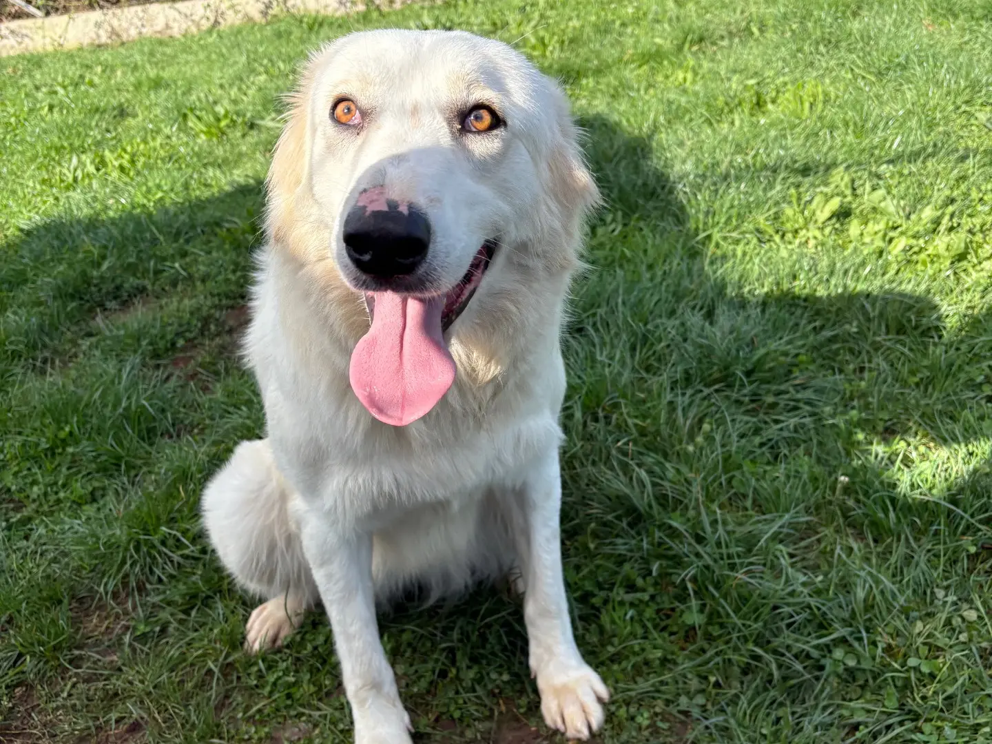 Vuoi adottare un cane a Frosinone?