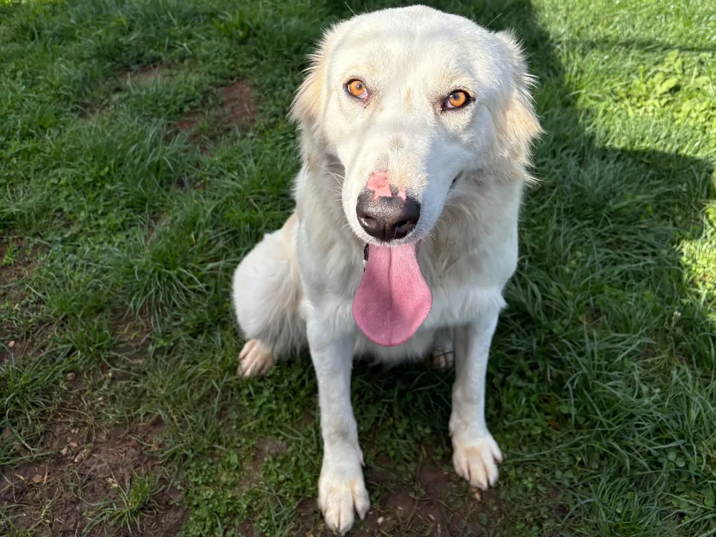 Adotta un cane, taglia media, femmina, Frosinone