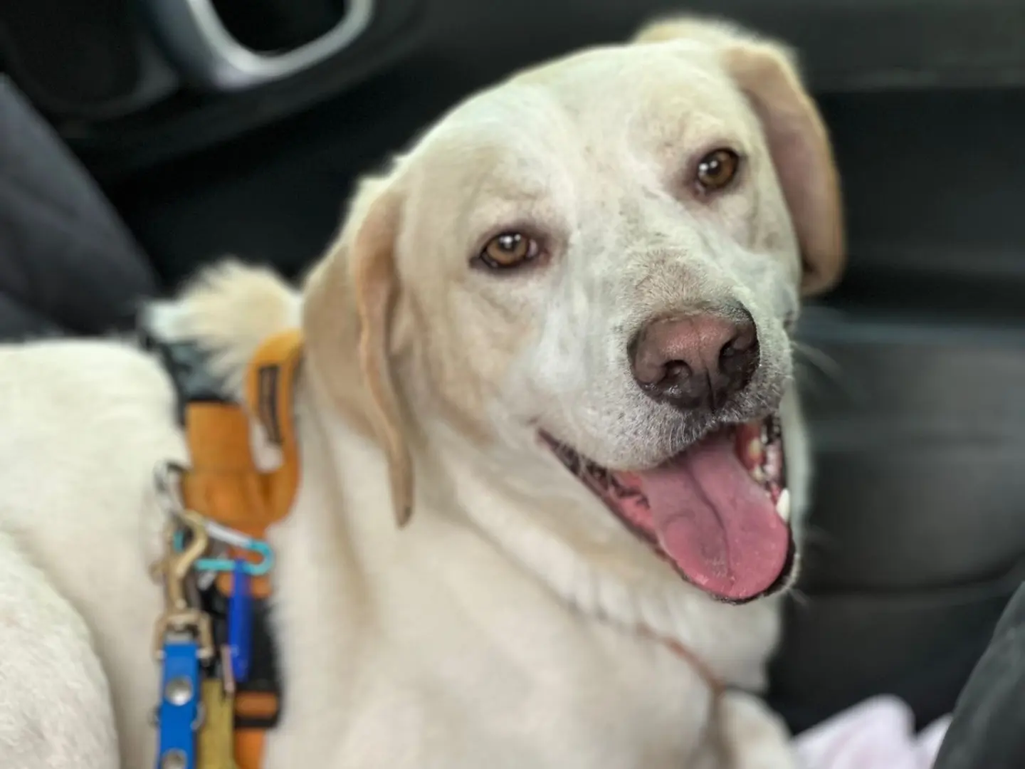 Adotta un cane, maschio, 4 anni e 4 mesi, Milano