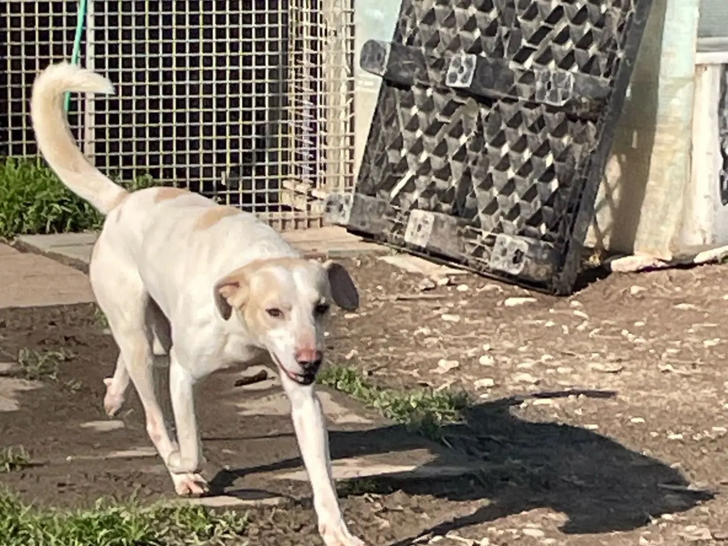 Adotta un cane, taglia media, maschio, Milano
