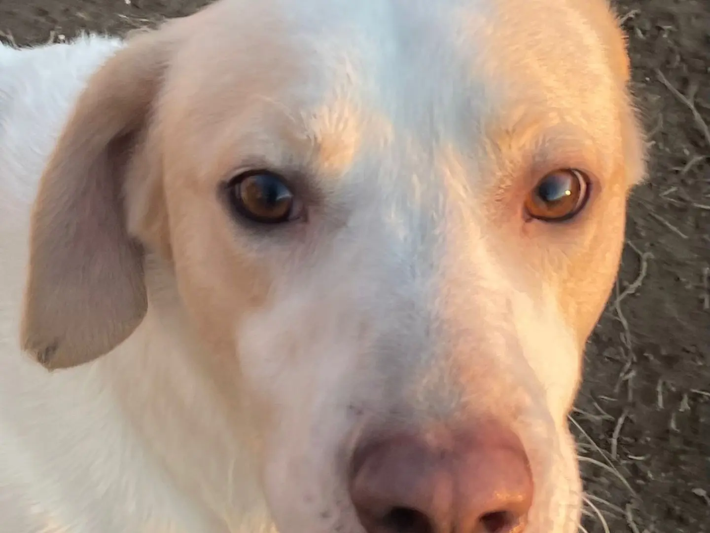 Adozione cane, maschio, Razza sconosciuta Razza sconosciuta, 4 anni e 4 mesi, taglia media, Milano
