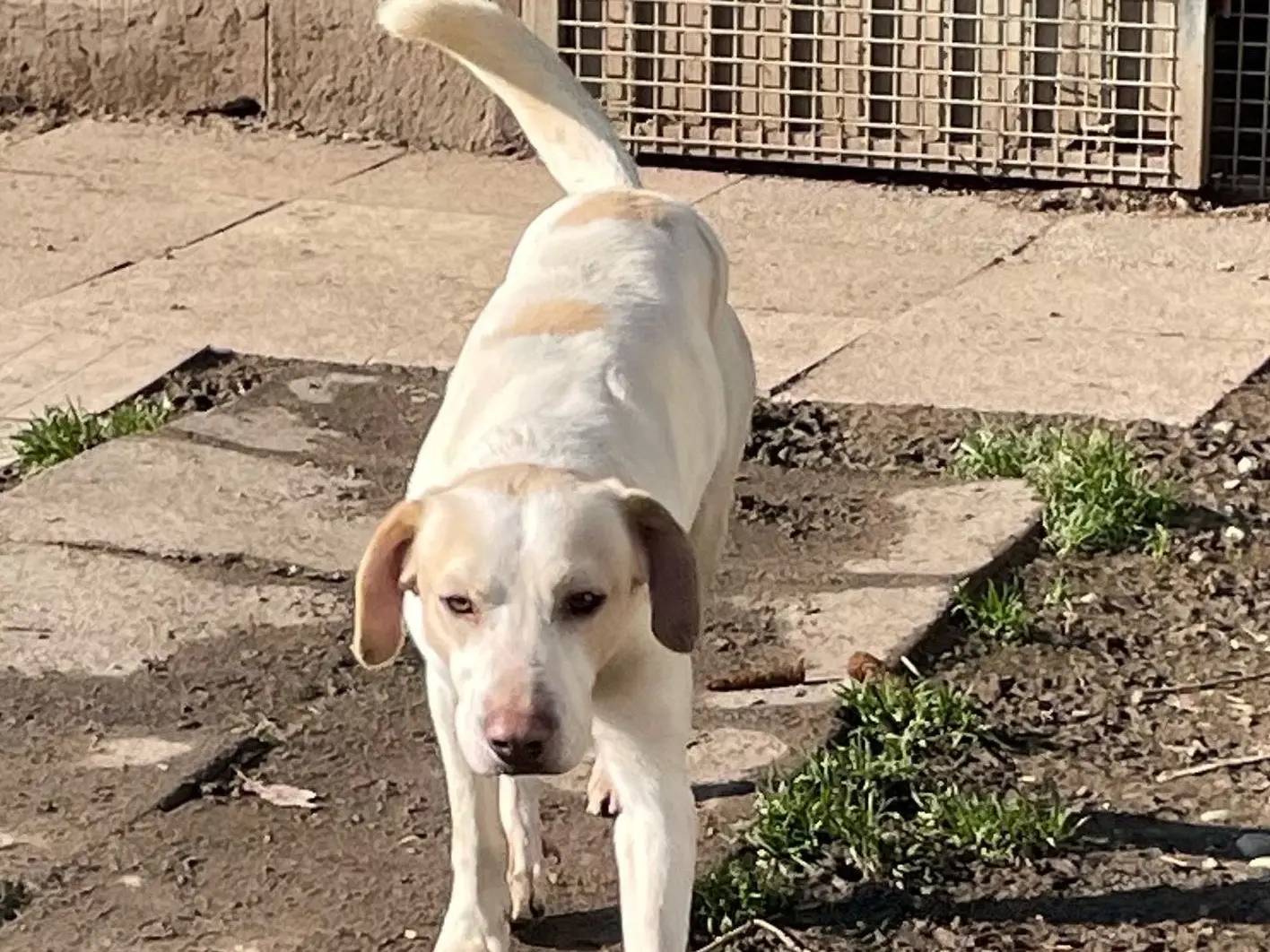 Adotta il cane Otello a Milano