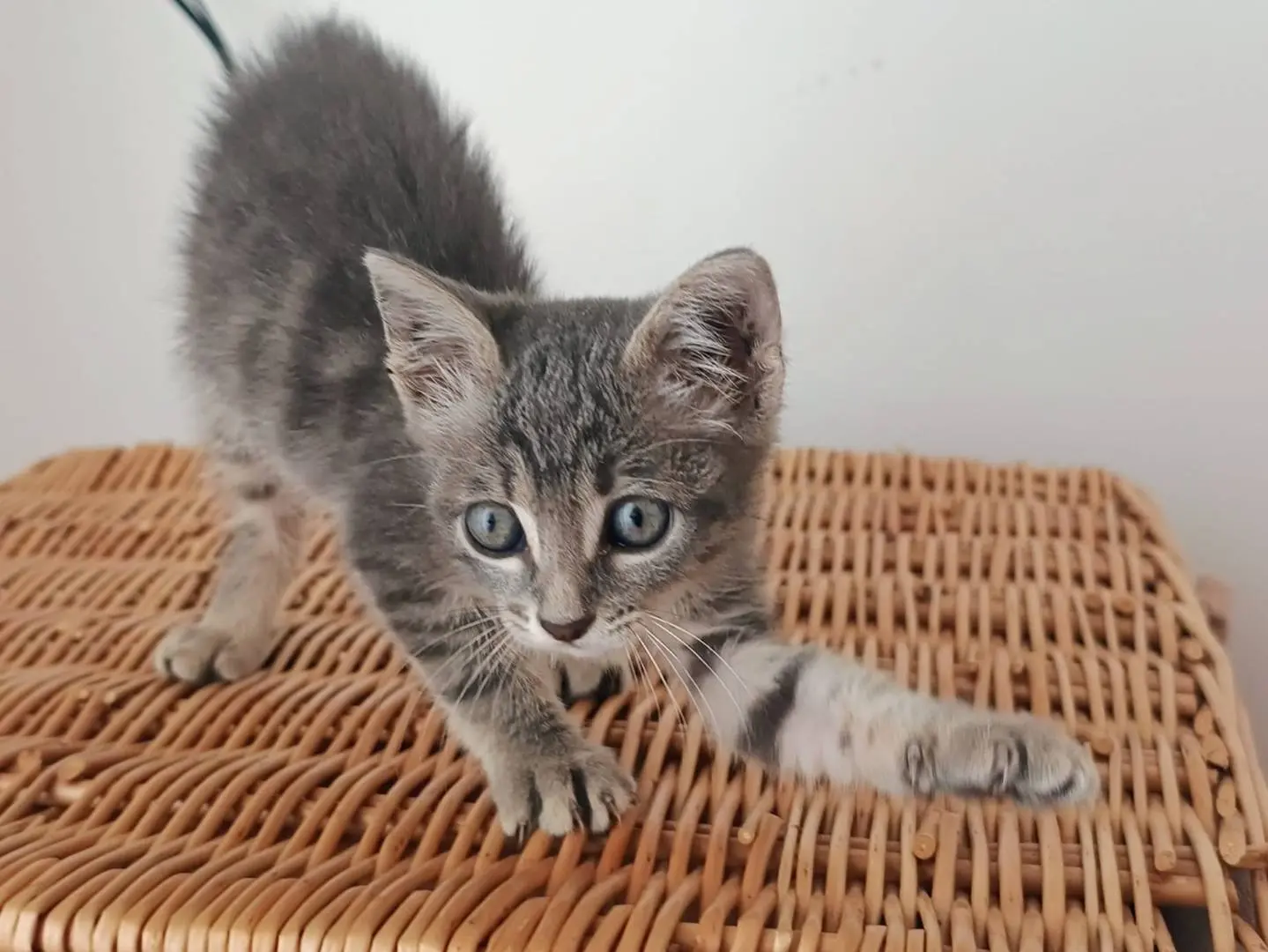 Adozione gatto, maschio, Razza sconosciuta Razza sconosciuta, 5 mesi, taglia non valida, Milano