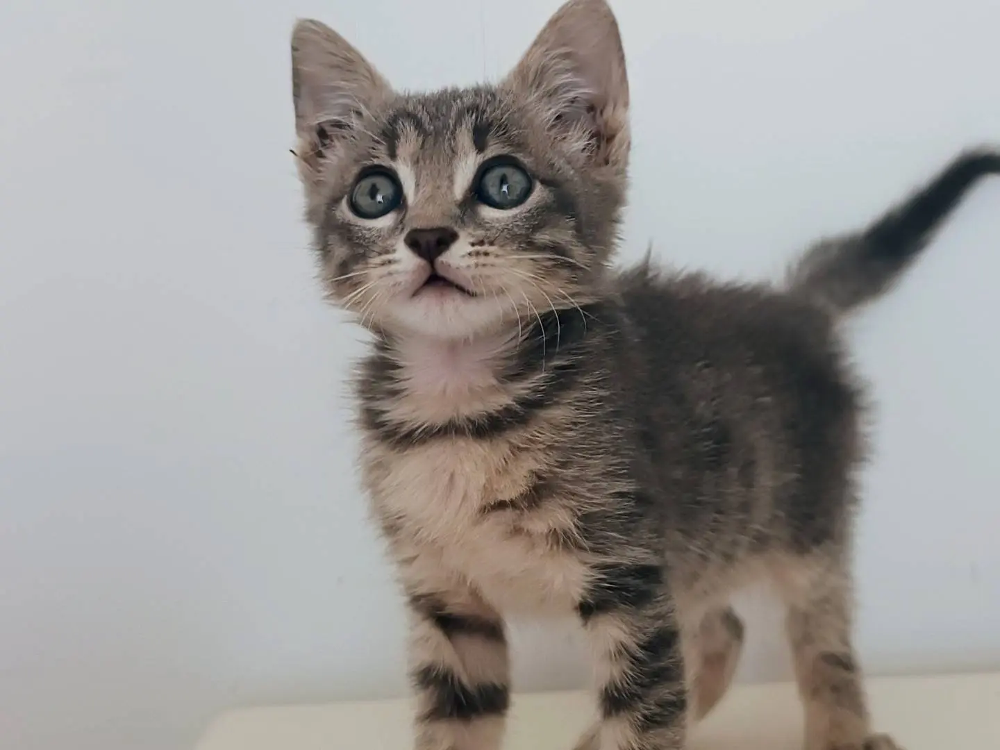 Adotta un gatto, maschio, 5 mesi, Milano