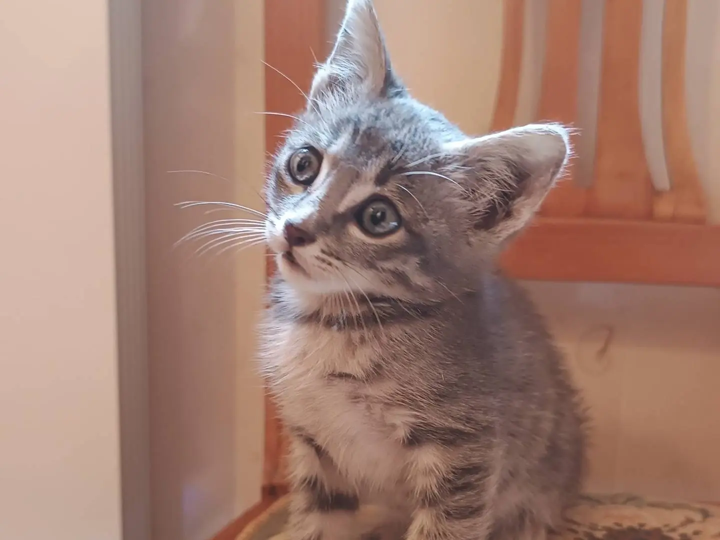 Adotta un gatto, taglia non valida, maschio, Milano