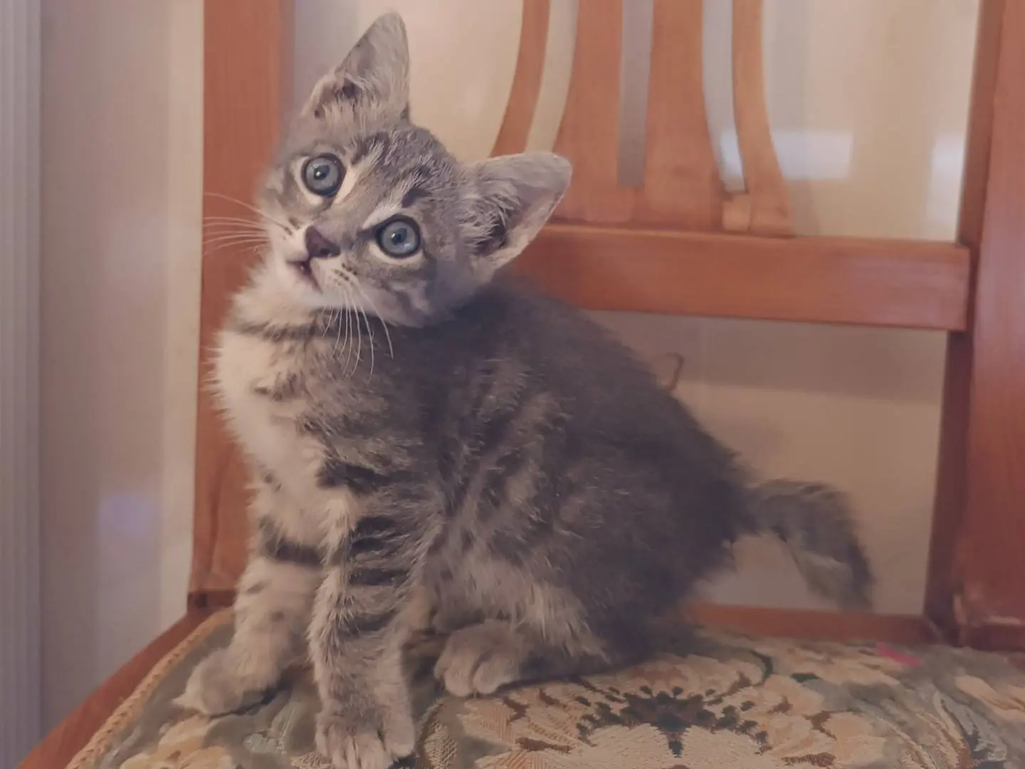 Vuoi adottare un gatto a Milano?