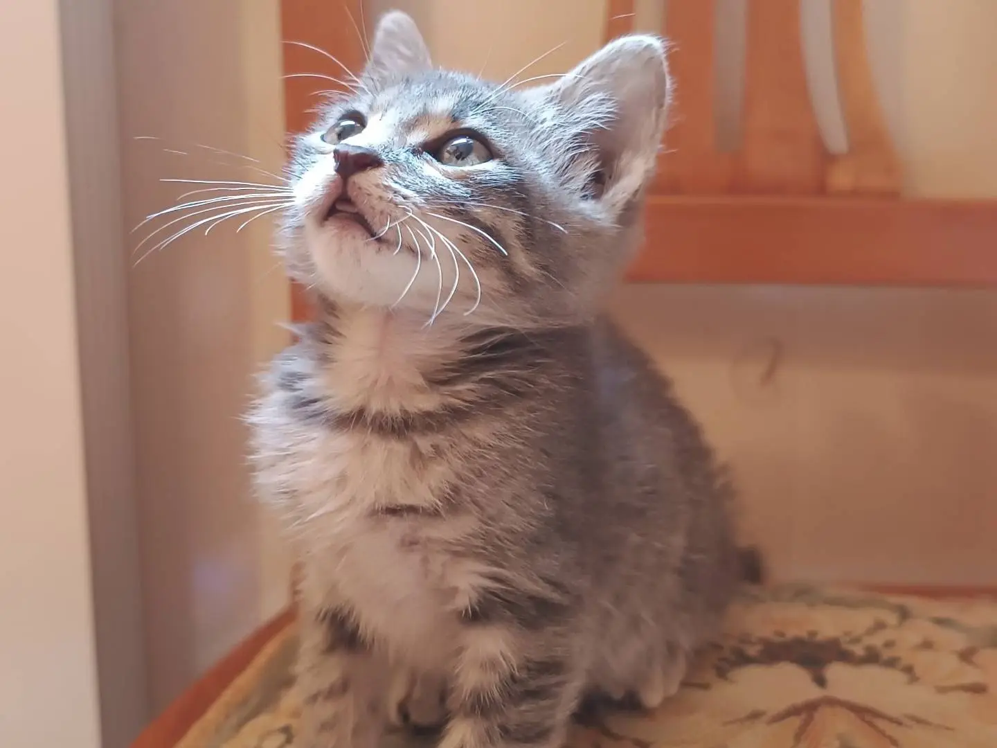 Adotta il gatto Spanky Ford a Milano