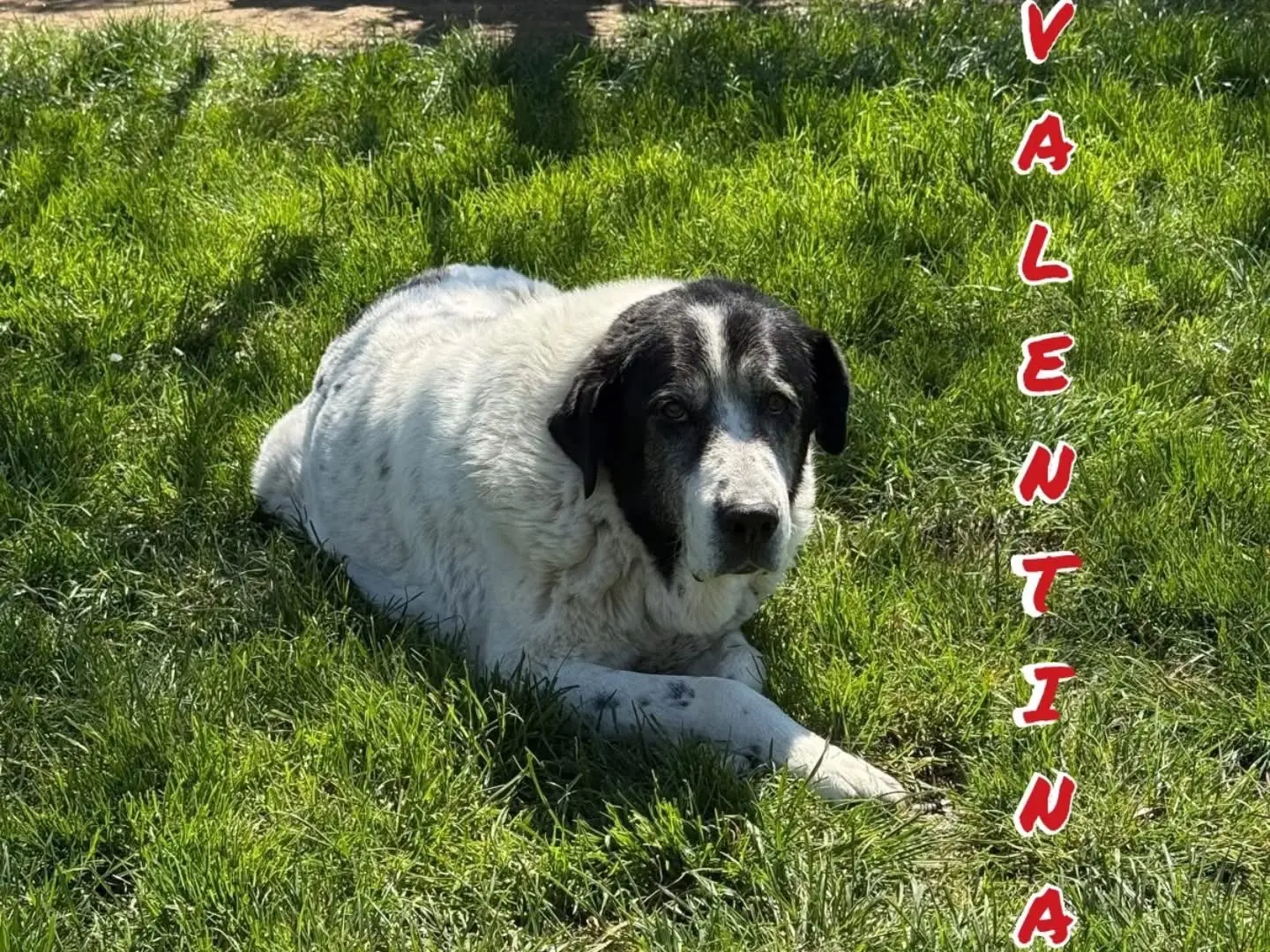 Adotta un cane, maschio, 12 anni e 5 mesi, Viterbo
