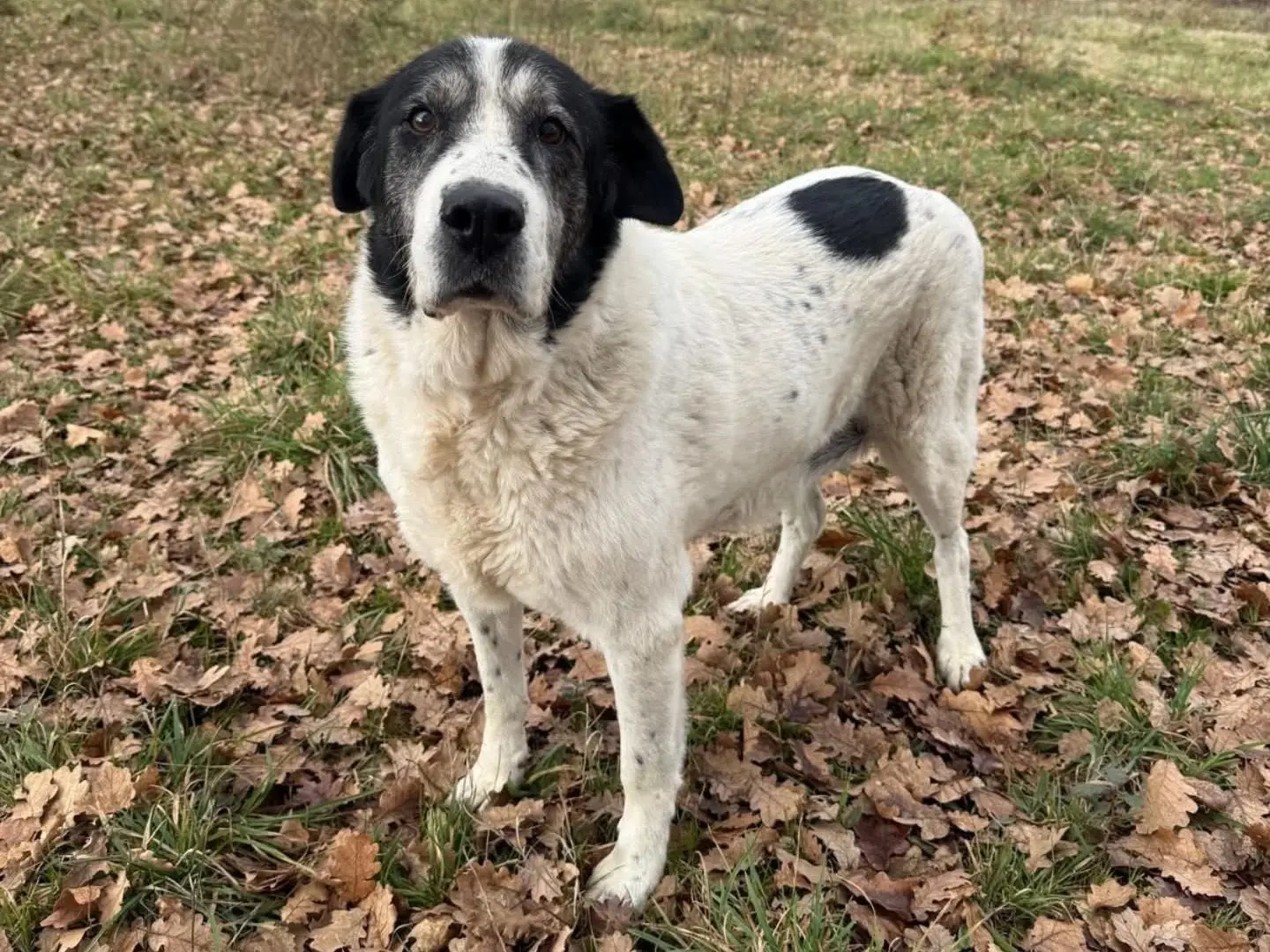 Adozione cane, maschio, Razza sconosciuta Razza sconosciuta, 12 anni e 5 mesi, taglia grande, Viterbo