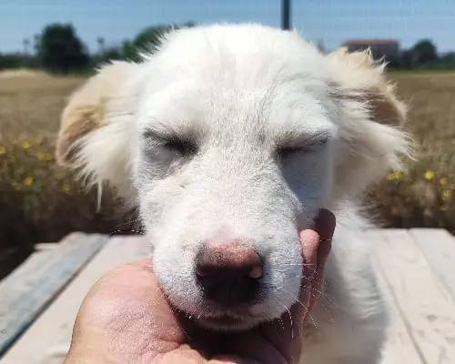 Adotta un cane, taglia media contenuta, femmina, Foggia