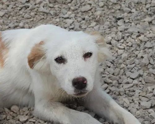 Adozione cane, femmina, meticcio, 4 anni e 8 mesi, taglia media contenuta, Foggia