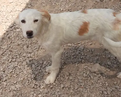 Adotta un cane, femmina, 4 anni e 8 mesi, Foggia