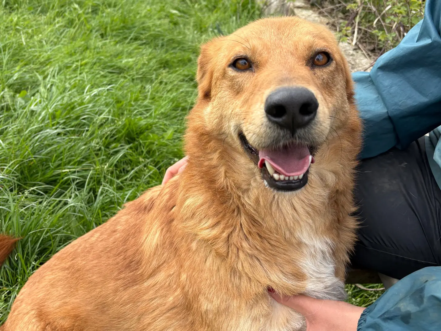 Adotta un cane, maschio, 4 anni, Frosinone