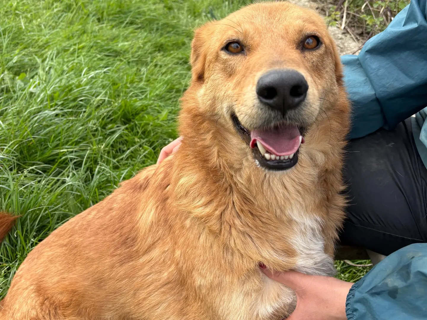 Adotta un cane, taglia media, maschio, Frosinone