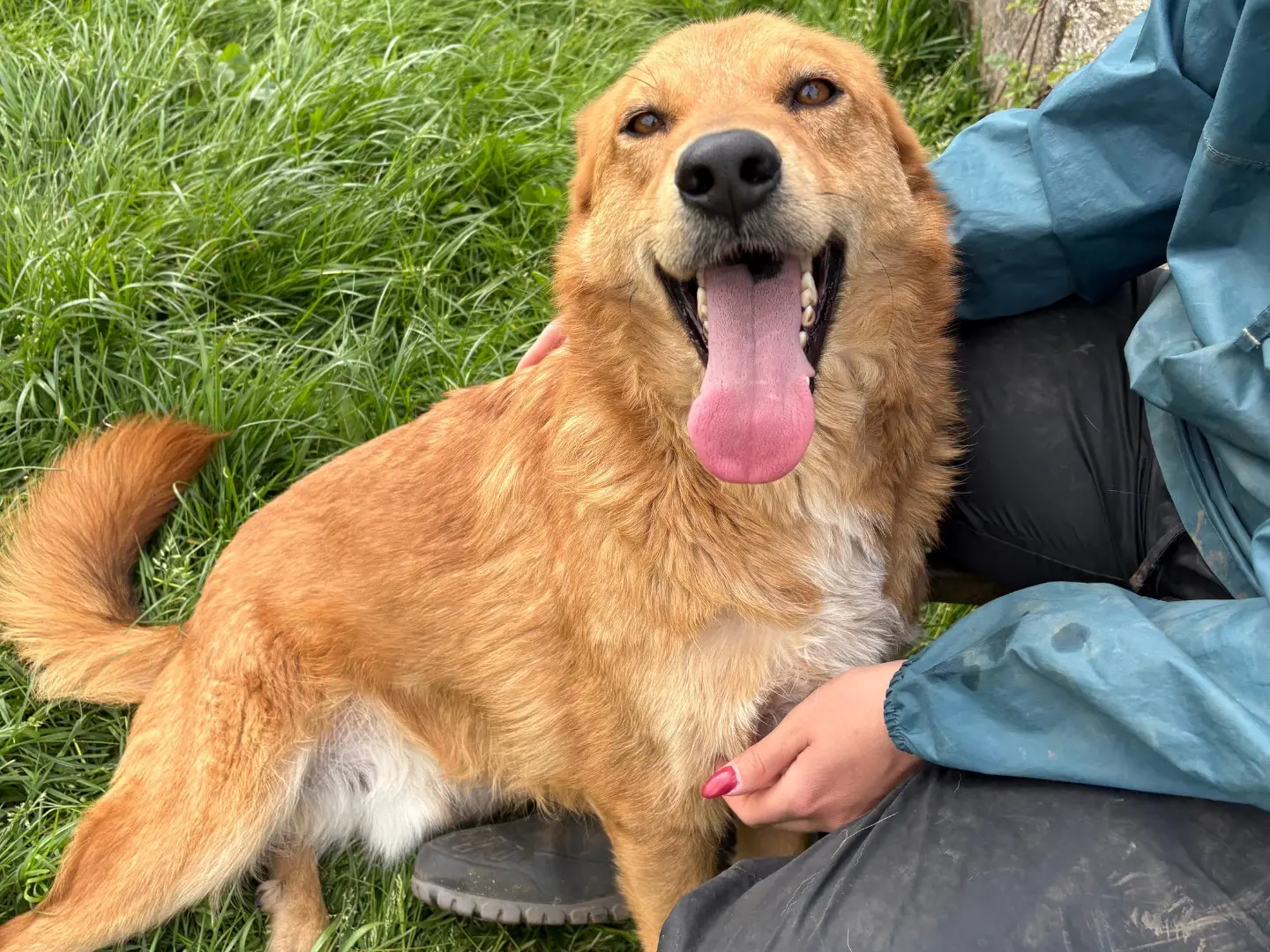 Adozione cane, maschio, Razza sconosciuta Razza sconosciuta, 4 anni, taglia media, Frosinone